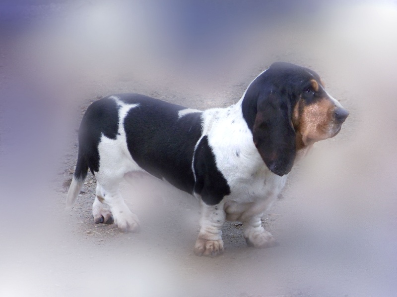 T'choupi de L'Orée des Champs